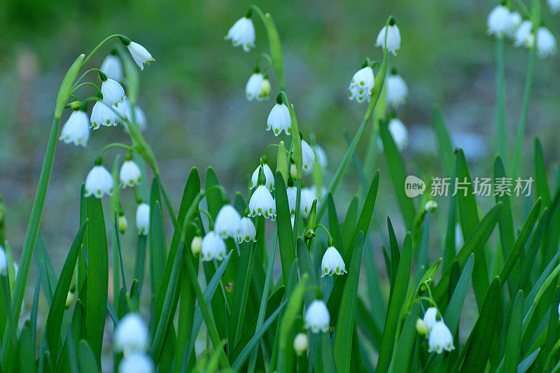 卢科琼弗纳姆 / 雪花